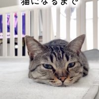 ツチノコのような猫