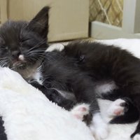 眠る姿