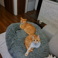 クッションに座る2匹の猫