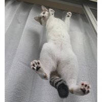 網戸に貼りつく猫