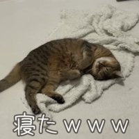 「寝たｗｗｗ」のテロップ写真