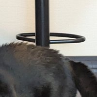 毛を逆立てた猫の背中