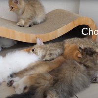 くつろぐ猫たち