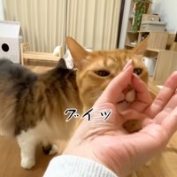 輪っかに顔を突っ込むまるとらさん