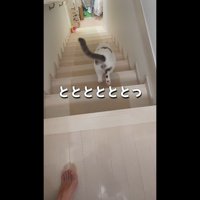 ととととととっ