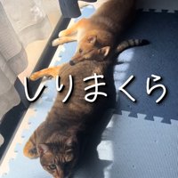 猫のしっぽを枕にする犬