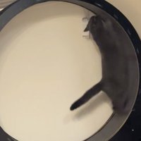 飛び上がる猫