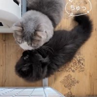 鼻チューする2匹