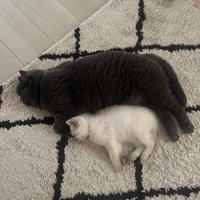 寝ている2匹の猫