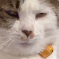 あくびが出そうな猫