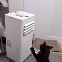 前足を前に出す猫