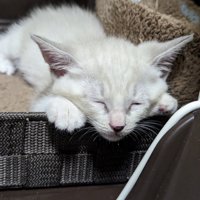 カゴの中で眠る白い子猫