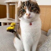 お澄まし猫