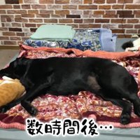 再び一緒にいる2頭