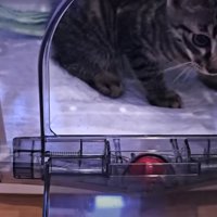 キャリーバッグの中にいる子猫
