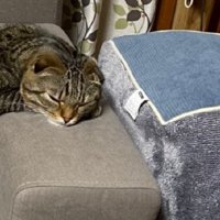 くつろぐ猫