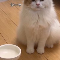 餌待ちの猫