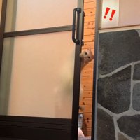 飼い主さんを見つめる猫