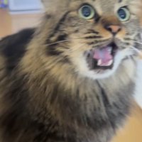 飼い主の手に向かって鳴く猫