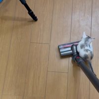 掃除機に乗っている子猫
