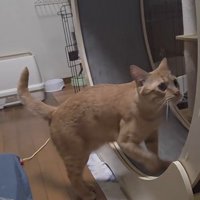 キャットホイールを回す猫
