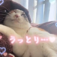 うっとりする猫