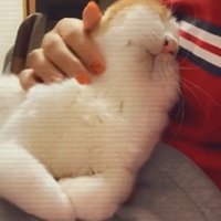 人におでこをくっつける猫