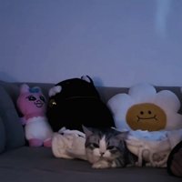 ソファで起きあがろうとするミヌエット