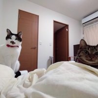 圧をかけてくる2匹の猫