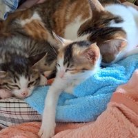 成猫にくっついて眠る2頭の子猫
