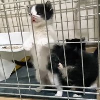 白多めちゃんの掴まり立ち