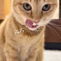 ごはん後に舌をぺろっとする茶トラ猫
