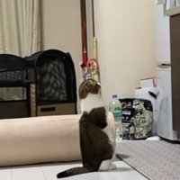 後ろ足で立つ猫