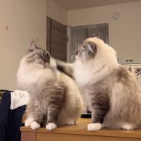 顔面に一撃を食らう兄猫