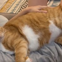 飼い主に甘える猫