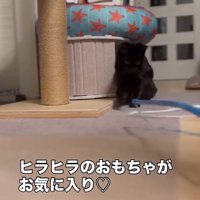 おもちゃに前足を伸ばす猫