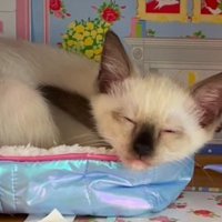 ドールハウスの中で眠る子猫の顔