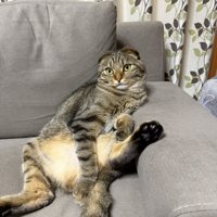 独特な座り方をする猫