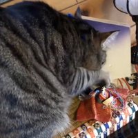 台座に乗って爪とぎする猫