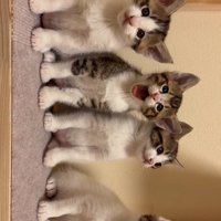 向かって右から3番目のあくびしている子猫と3匹の子猫