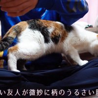 匂いを嗅ぐ猫