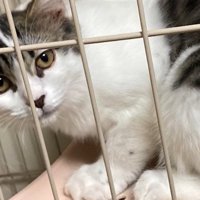 ケージ内で伏せる子猫