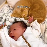 バンザイしている赤ちゃんの枕元で丸くなる猫