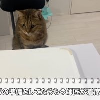 椅子に座っている猫