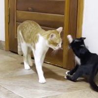 先住猫にパンチをする子猫