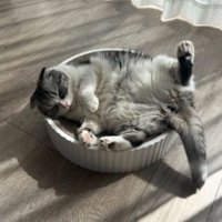 室内にいる猫