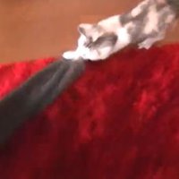 タオルとおいかけっこ