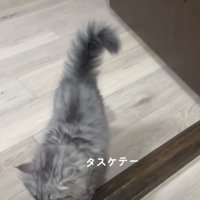 早々に諦める子ネコ