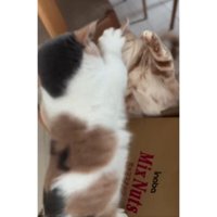 喧嘩する猫たち