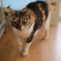 室内にいる三毛猫